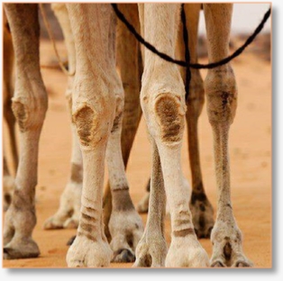 Algerian Sahara tour 9 Days Camel Trek